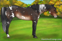 Horse Color:White Spotted Brown 