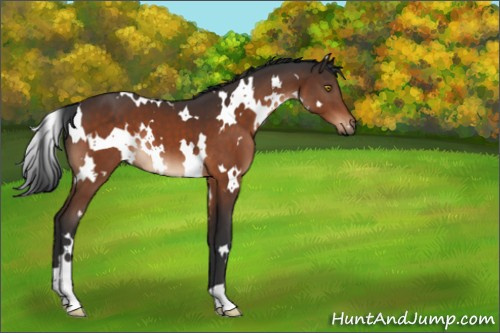 Horse Color:White Spotted Brown 