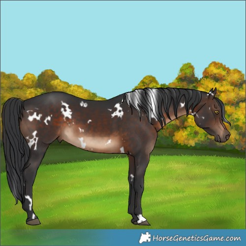 Horse Color:White Spotted Brown 