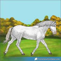 Horse Color:Palomino Appaloosa 