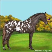 Horse Color:Liver Chestnut Appaloosa
