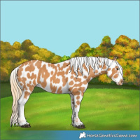 Horse Color:Chestnut Near Leopard 