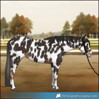 Horse Color:Liver Chestnut Appaloosa 