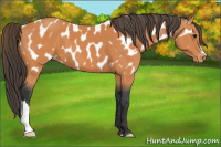 Horse Color:Bay Appaloosa 