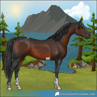 Horse Color:Brown Tobiano 