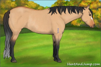 Horse Color:Bay Dun Rabicano 