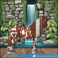 Horse Color:Chestnut Appaloosa 