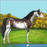 Horse Color:White Spotted Brown 