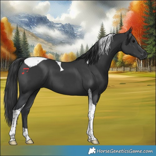 Horse Color:Black Tobiano 
