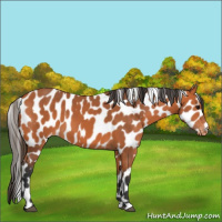 Horse Color:Bay Appaloosa 