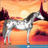 Horse Color:White Spotted Liver Chestnut Sabino Near Leopard 