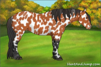 Horse Color:Bay Appaloosa 