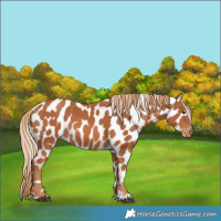 Horse Color:Chestnut Appaloosa 