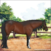 Horse Color:Brown 