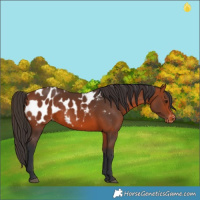 Horse Color:Bay Appaloosa 