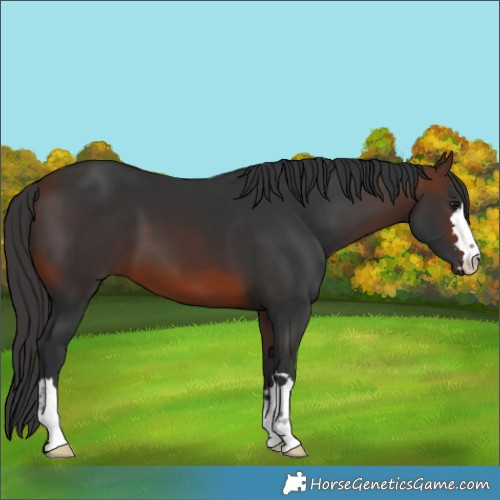 Horse Color:Brown 