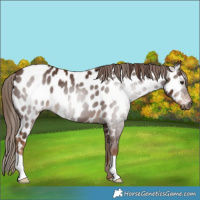 Horse Color:Gray Chestnut Near Leopard 