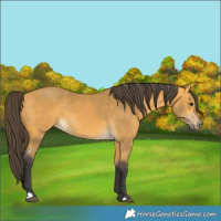Horse Color:Buckskin 