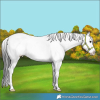 Horse Color:Grullo Splash 
