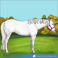 Horse Color:Perlino Frame Appaloosa 
