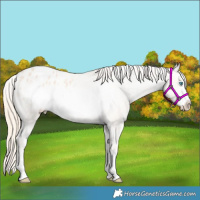 Horse Color:Perlino Frame Appaloosa 
