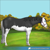 Horse Color:Black Splash 