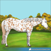 Horse Color:Chestnut Appaloosa 