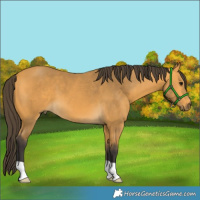 Horse Color:Buckskin 
