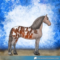 Horse Color:Bay Appaloosa 