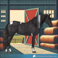 Horse Color:Smoky Black Tobiano 