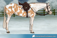 Horse Color:Chestnut Blanket