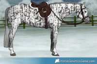 Horse Color:Smoky Black  and Gray Smoky Black 