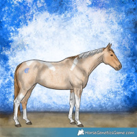 Horse Color:Red Roan Tobiano 