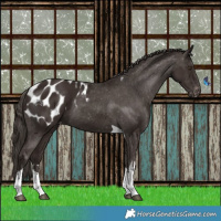 Horse Color:White Spotted Liver Chestnut Tobiano Appaloosa