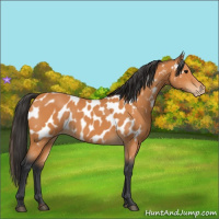 Horse Color:Bay Appaloosa 