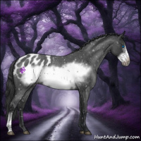 Horse Color:Blue Roan Frame Appaloosa 