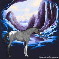 Horse Color:Blue Roan Appaloosa 