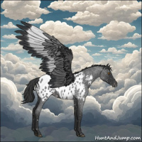 Horse Color:Blue Roan Appaloosa