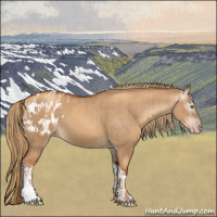 Horse Color:Gray Gold Champagne Dun Appaloosa  and Gray Gold Champagne Dun Appaloosa 