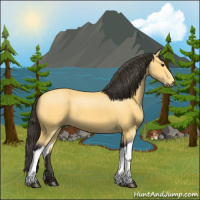 Horse Color:Buckskin 