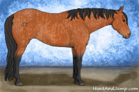Horse Color:Bay  and Bay 