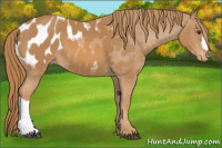 Horse Color:Chestnut Appaloosa