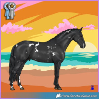 Horse Color:White Spotted Black