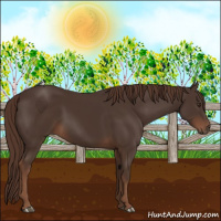 Horse Color:Liver Chestnut 