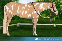 Horse Color:Chestnut Near Leopard