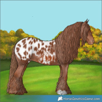 Horse Color:Chestnut Appaloosa 