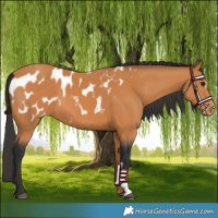 Horse Color:Bay Appaloosa