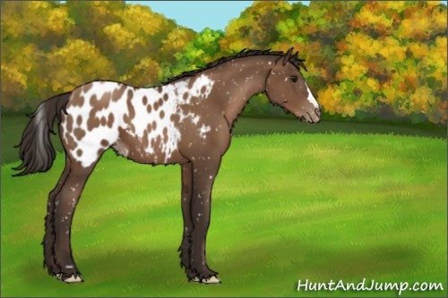 Horse Color:Gray Black Pearl Appaloosa 