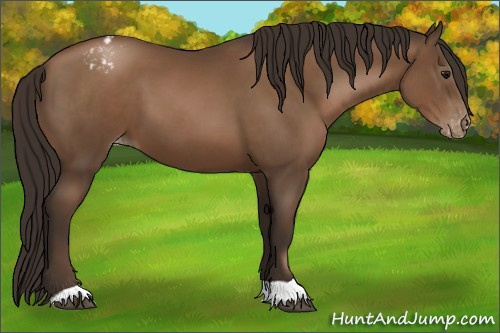 Horse Color:Gray Black Pearl Appaloosa 