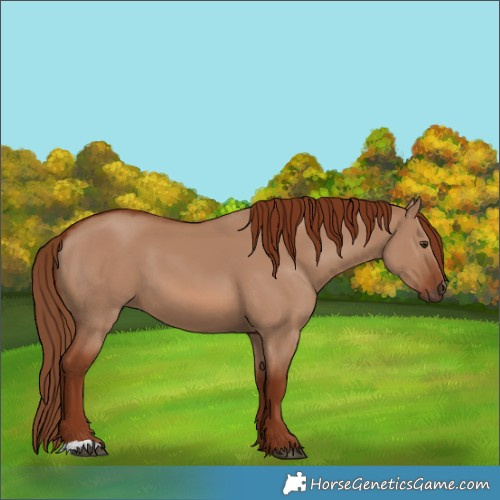 Horse Color:Red Dun 